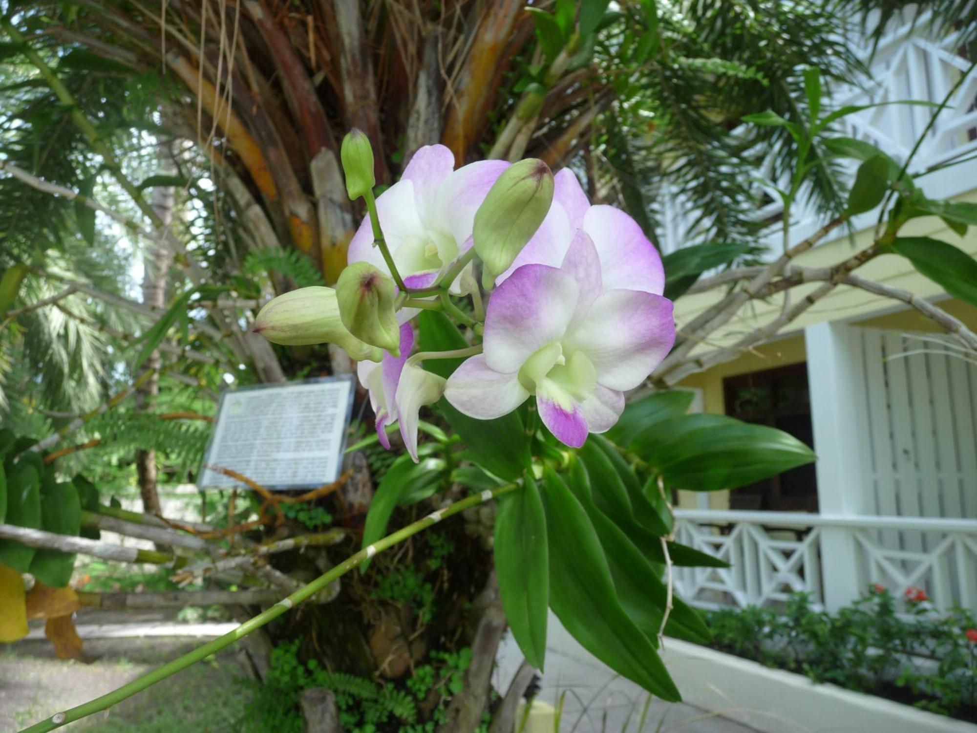 Buccaneer Beach Club Dickenson Bay Ngoại thất bức ảnh